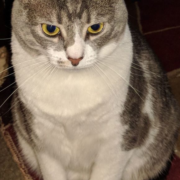 Meet your Posher, Guillermo - Picture 1 of 1